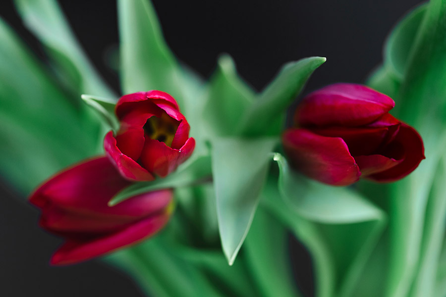 Frische Blumen aus dem Supermarkt